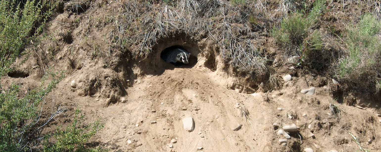 badger hole
